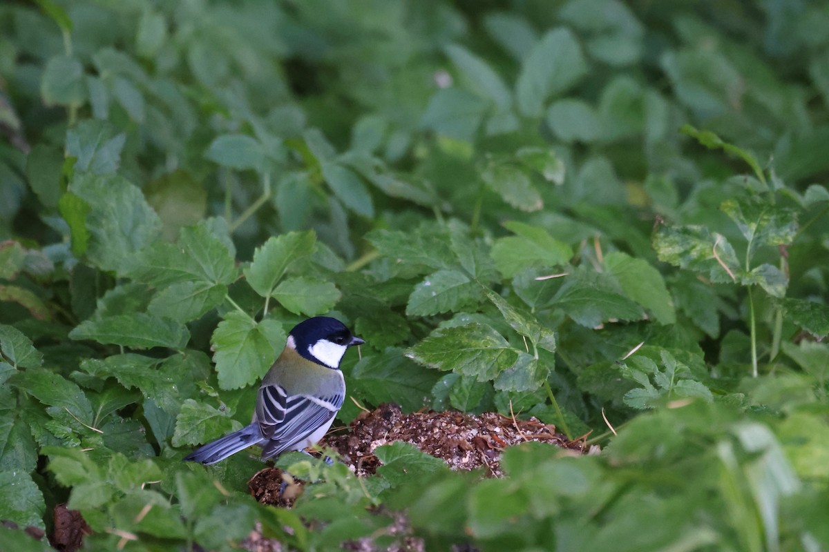 Japanese Tit - ML611450057