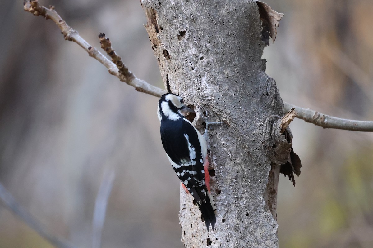 Great Spotted Woodpecker - ML611450076