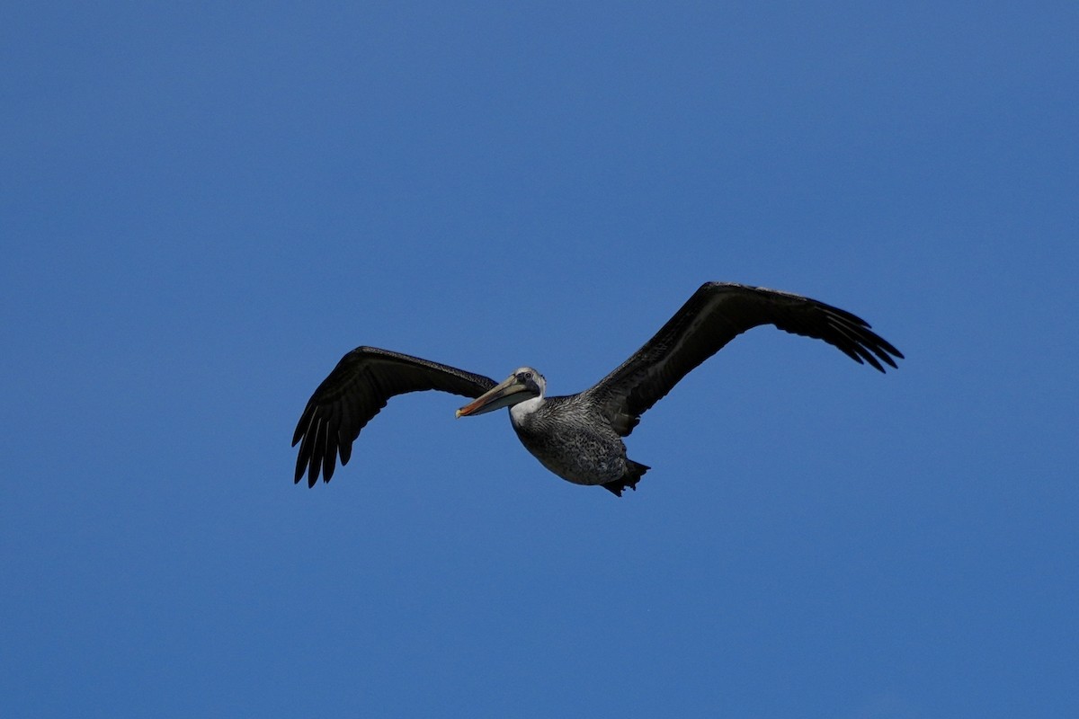 pelikán hnědý - ML611450091