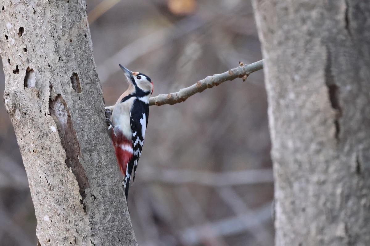 Great Spotted Woodpecker - ML611450096