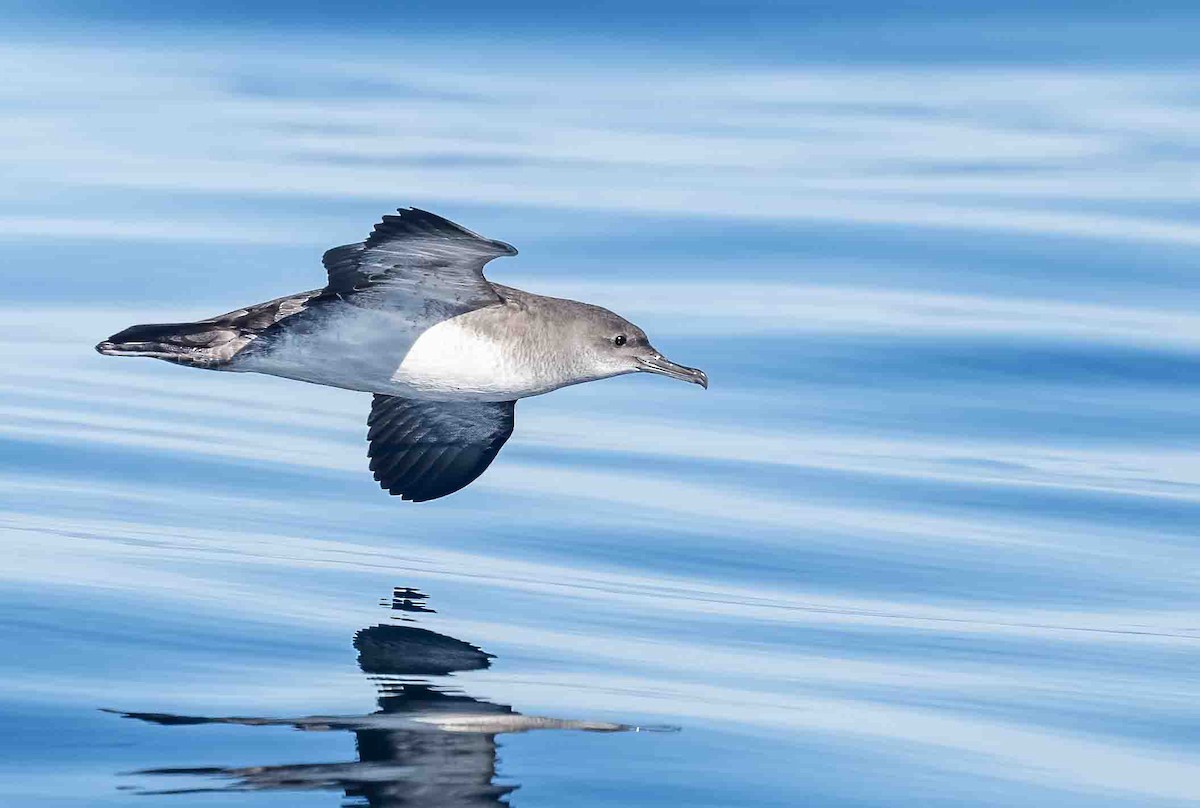 Black-vented Shearwater - Mel Senac