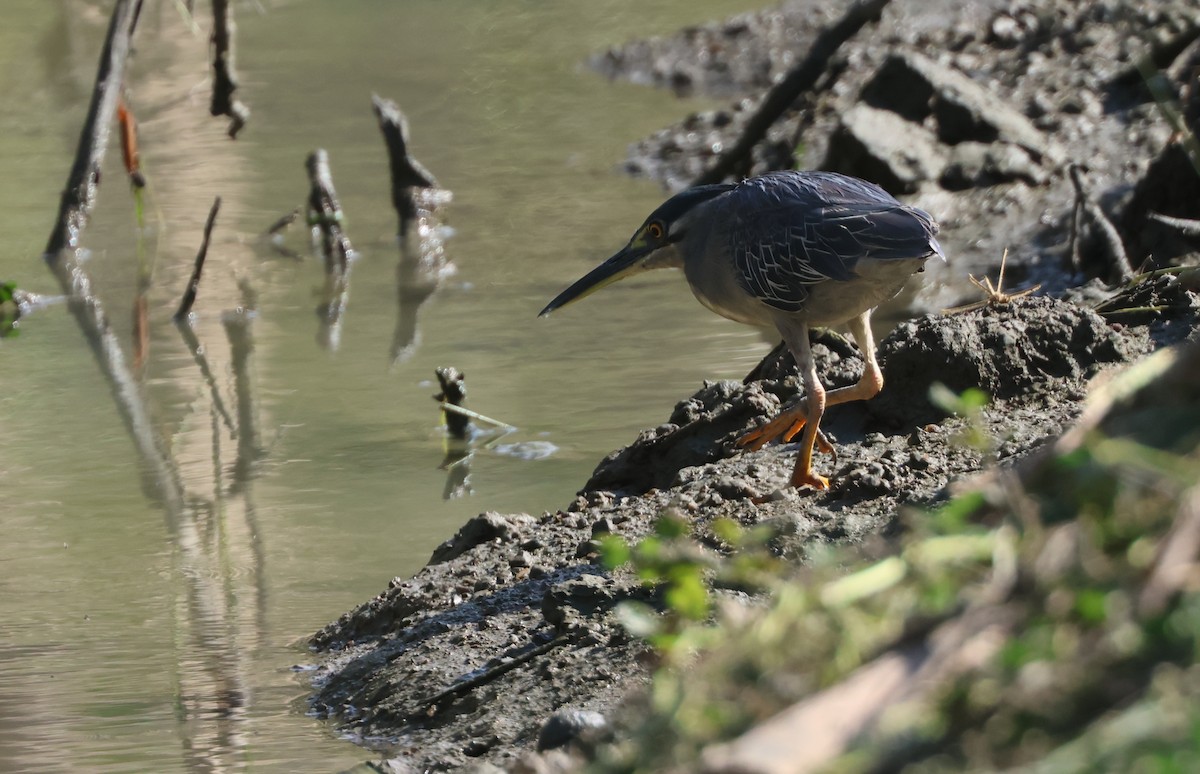 Striated Heron (Old World) - ML611450186