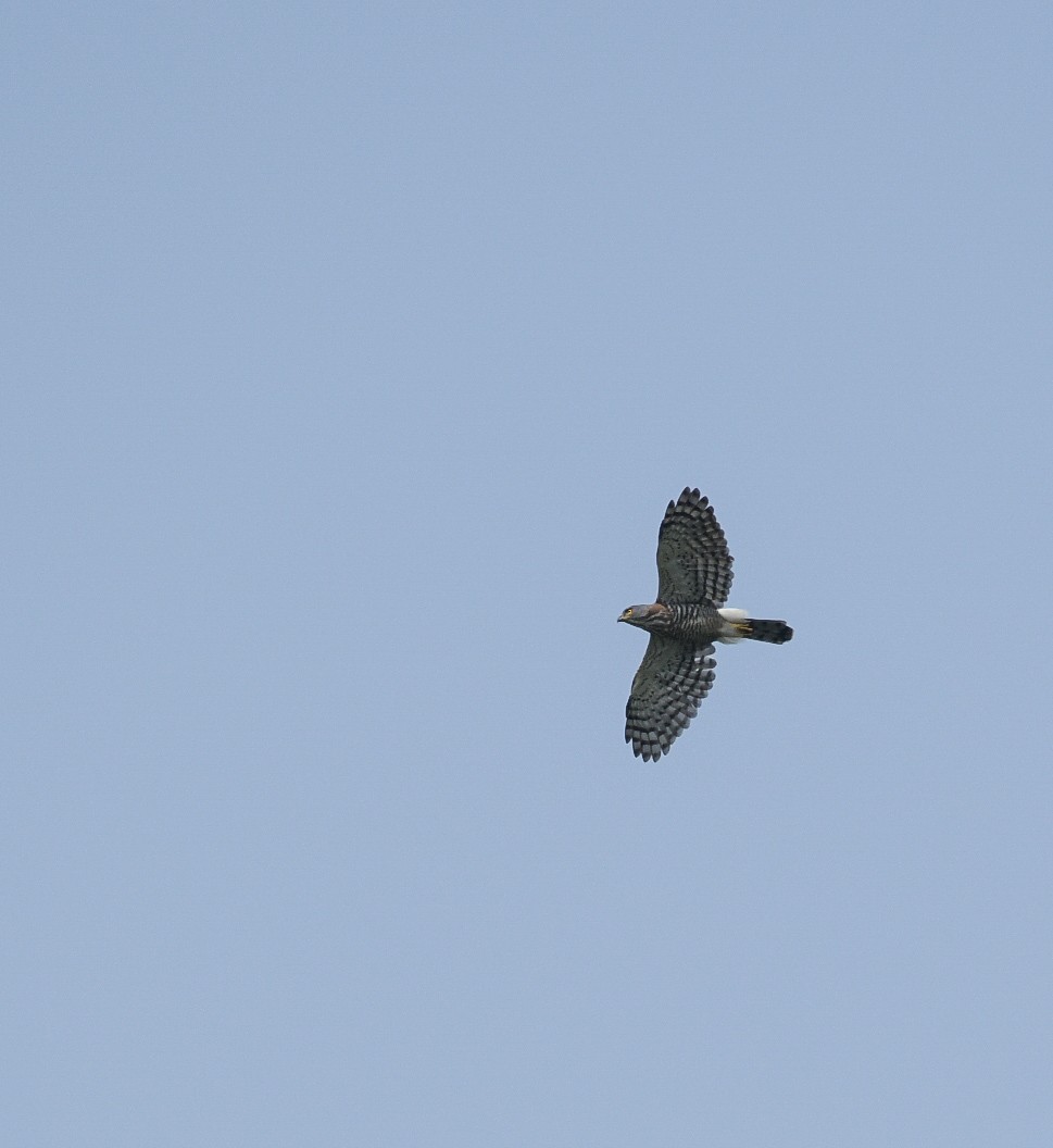 Crested Goshawk - SREEJESH NELLIKODE