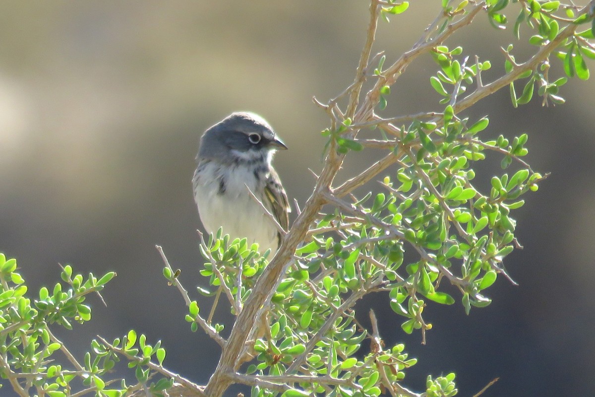 Sagebrush Sparrow - ML611450276