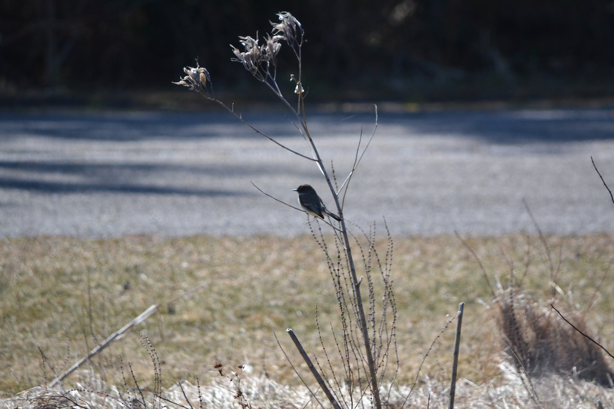 Eastern Phoebe - ML611450290