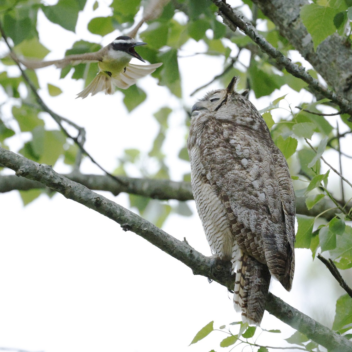 Great Horned Owl - ML611450305