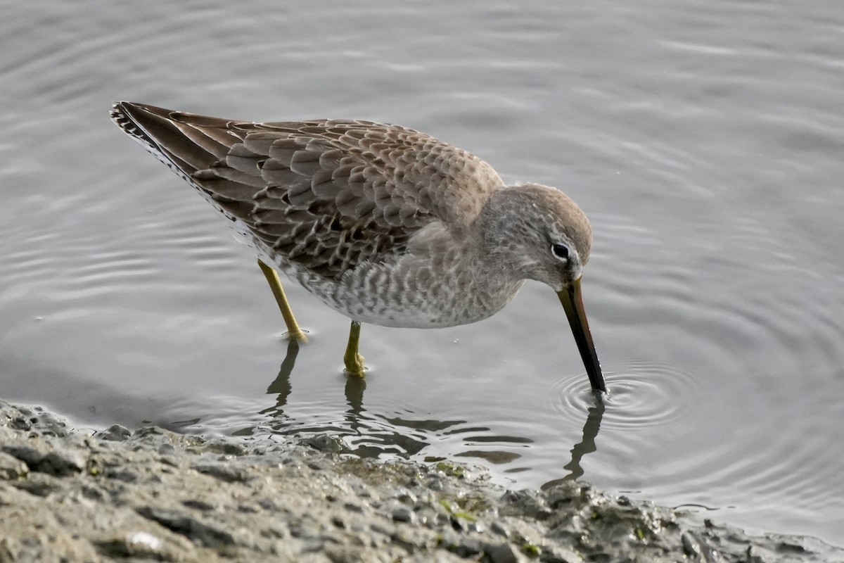 Long-billed Dowitcher - ML611450323