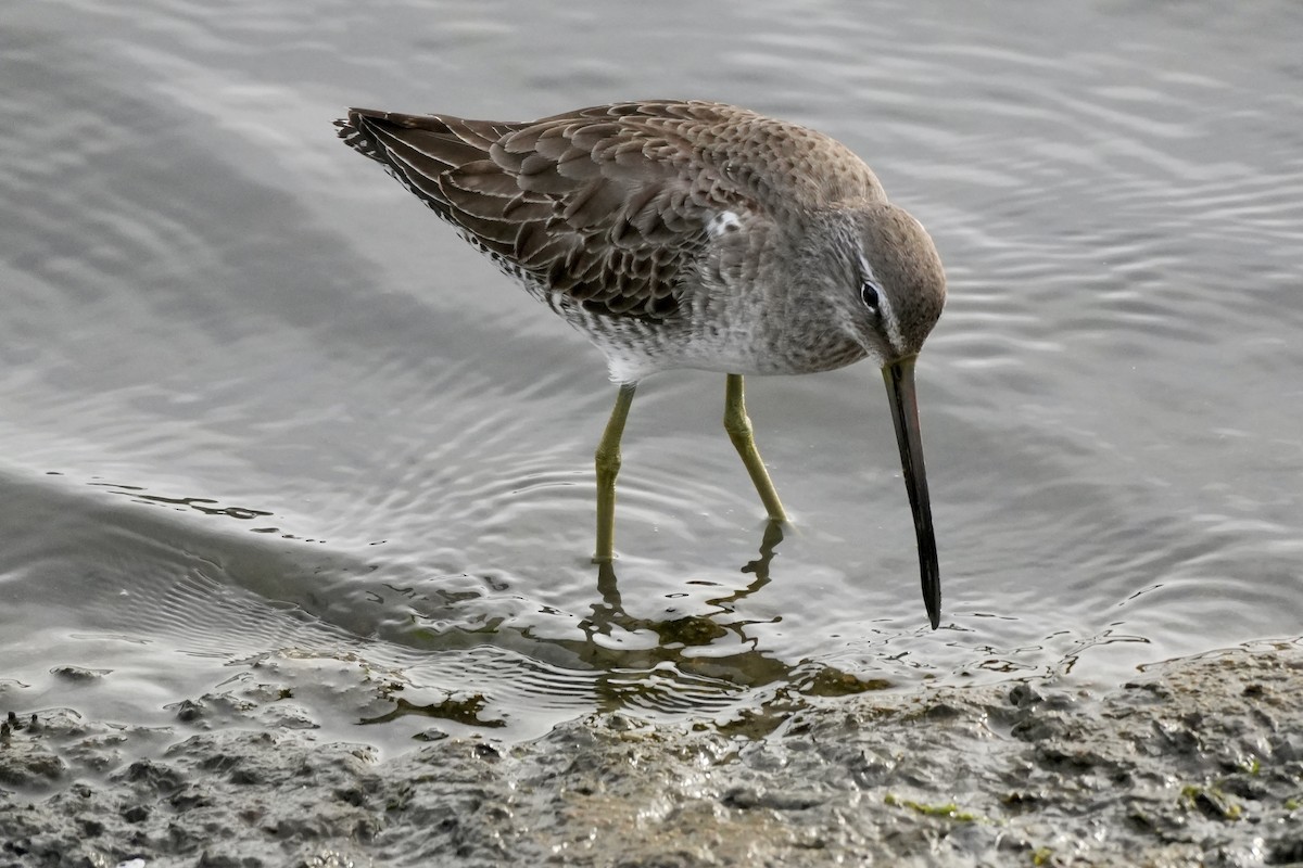 Long-billed Dowitcher - ML611450324