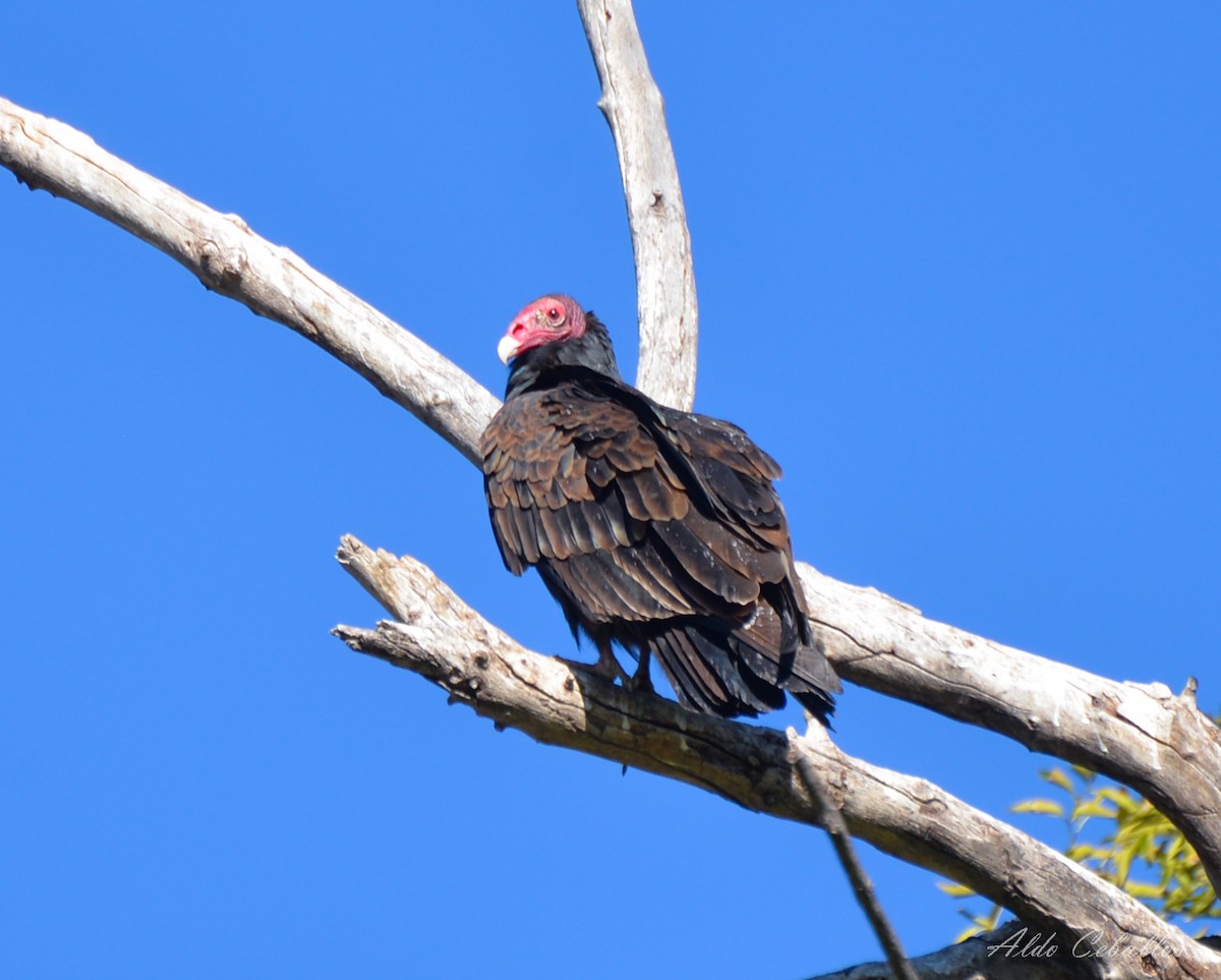 Turkey Vulture - ML611450376