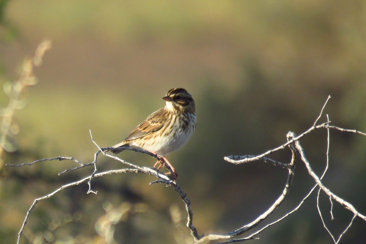 Savannah Sparrow - ML611450378