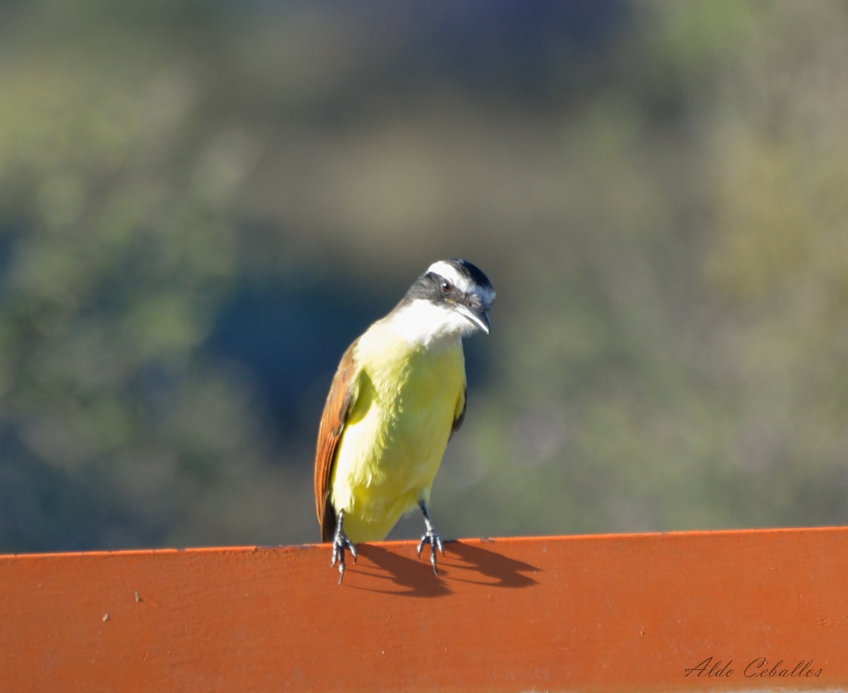 Great Kiskadee - ML611450406