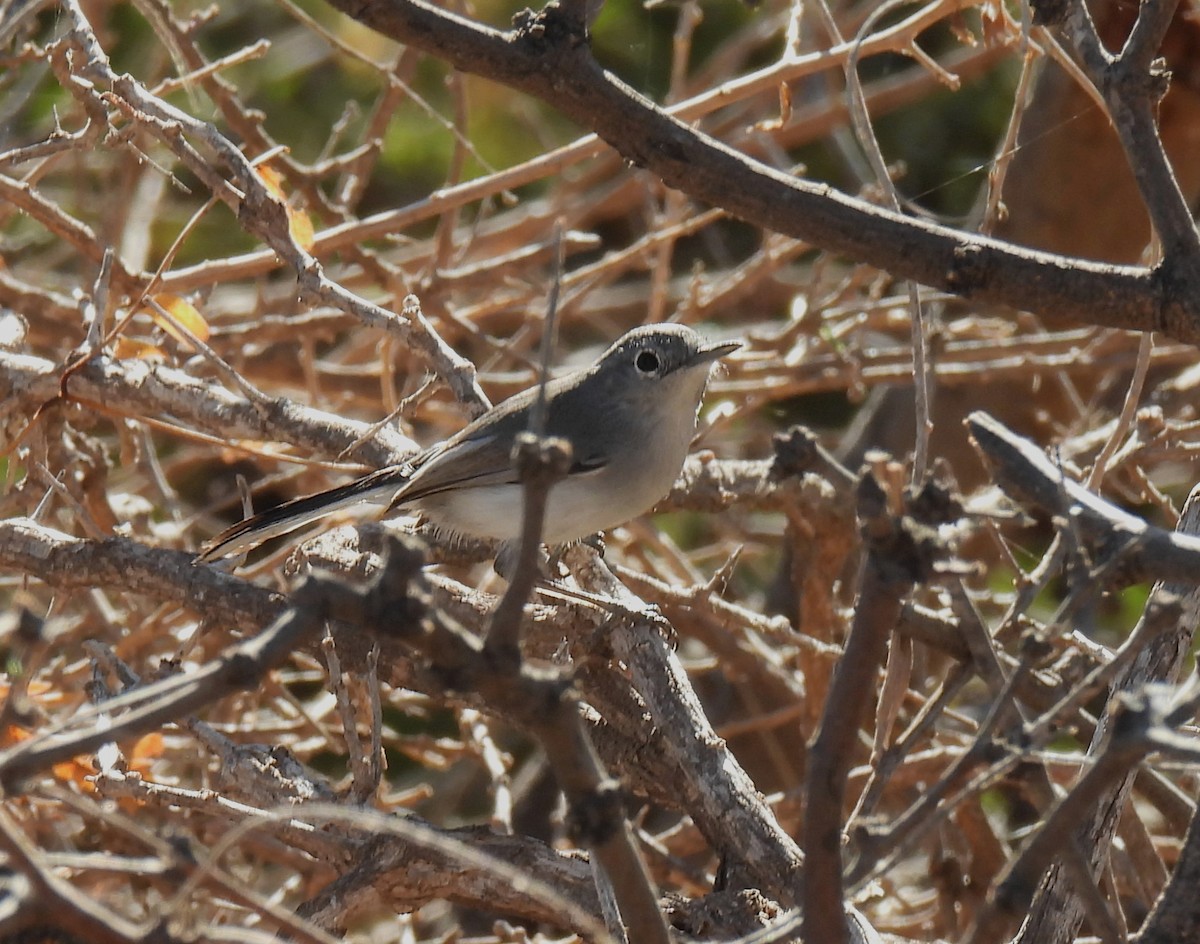 Blue-gray Gnatcatcher - Mary Tannehill