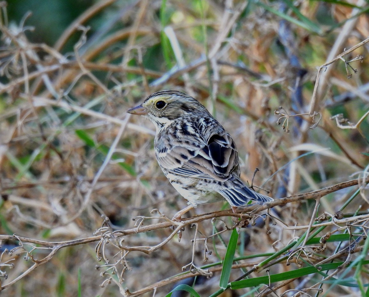 Savannah Sparrow - Mary Tannehill