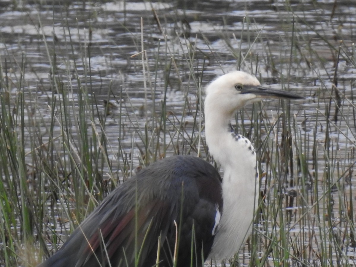 Pacific Heron - ML611450426