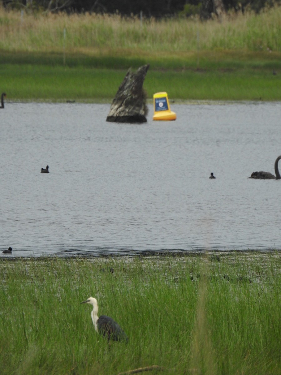 Pacific Heron - ML611450427