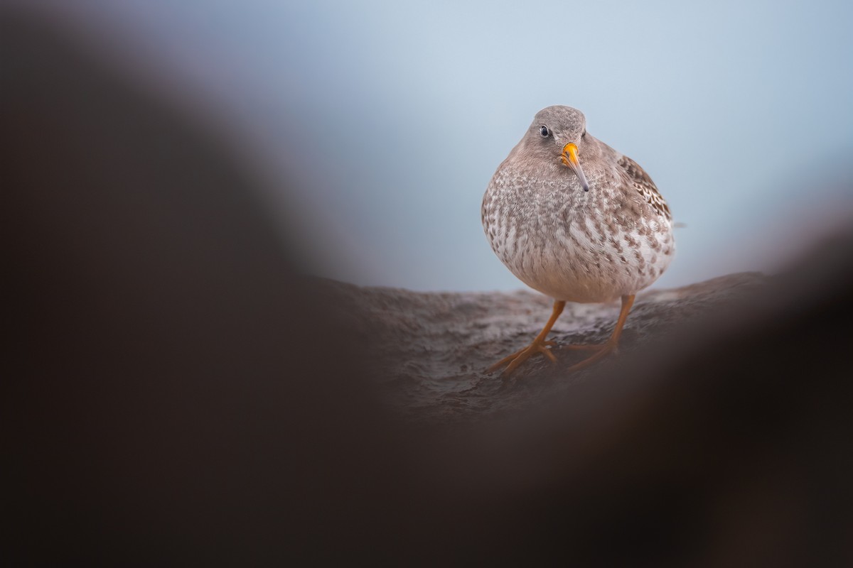 Purple Sandpiper - ML611450444