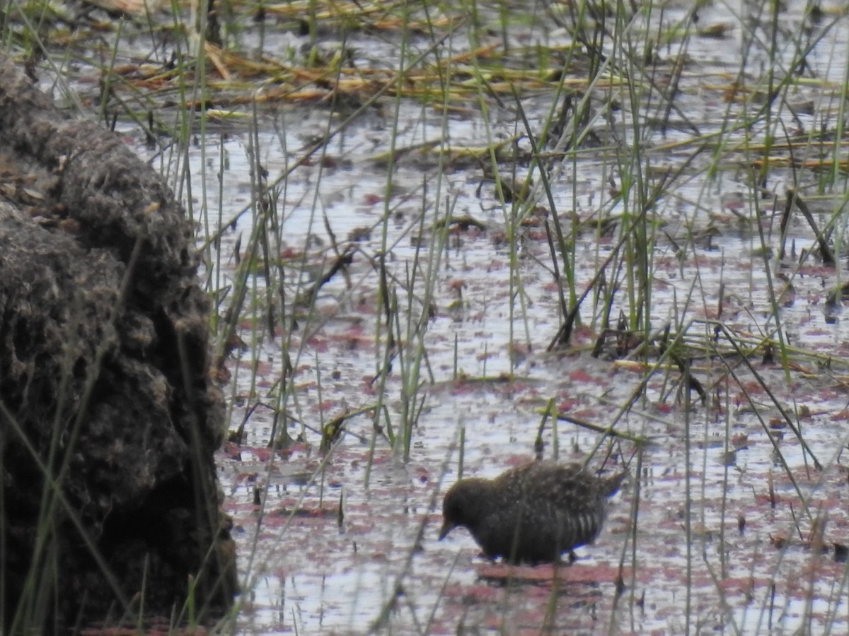 Australian Crake - ML611450451