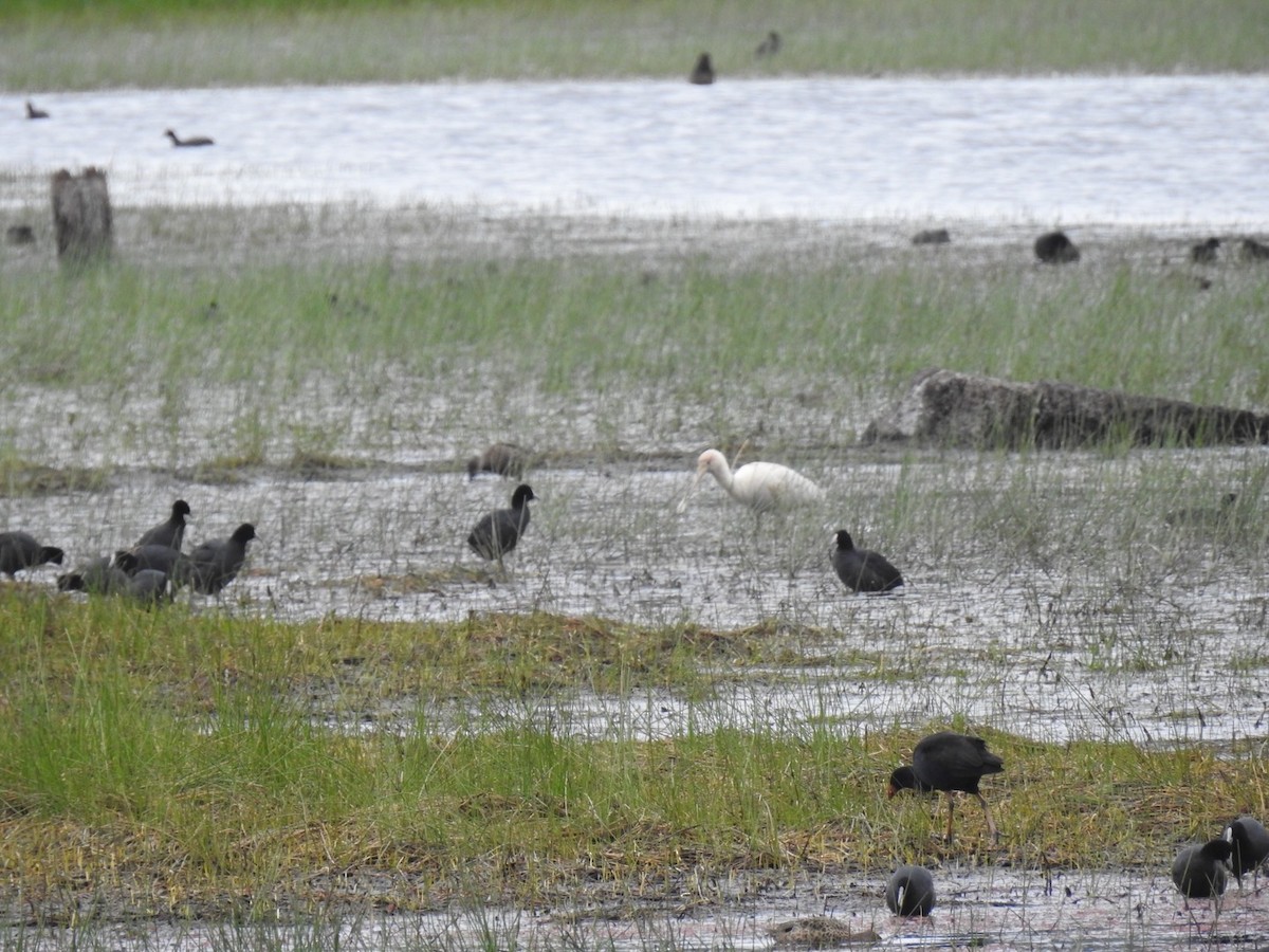 Mokozabal mokohoria - ML611450557