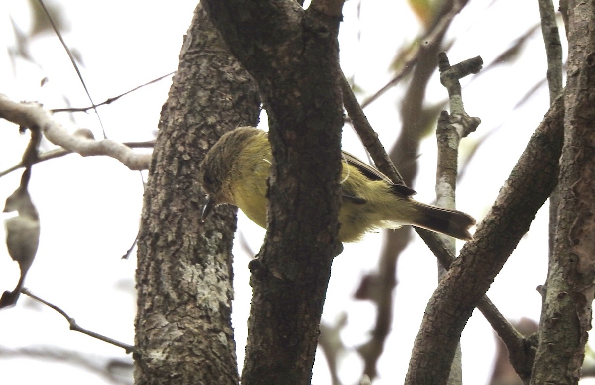 Yellow Thornbill - ML611450573