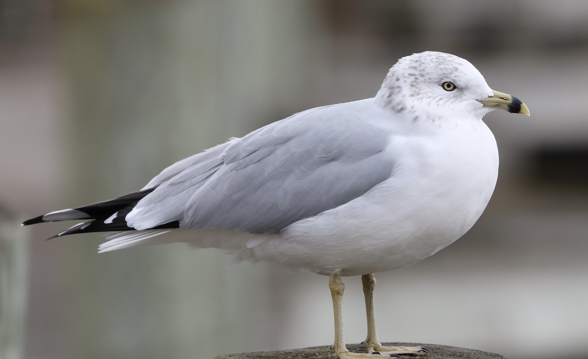 Gaviota de Delaware - ML611450604