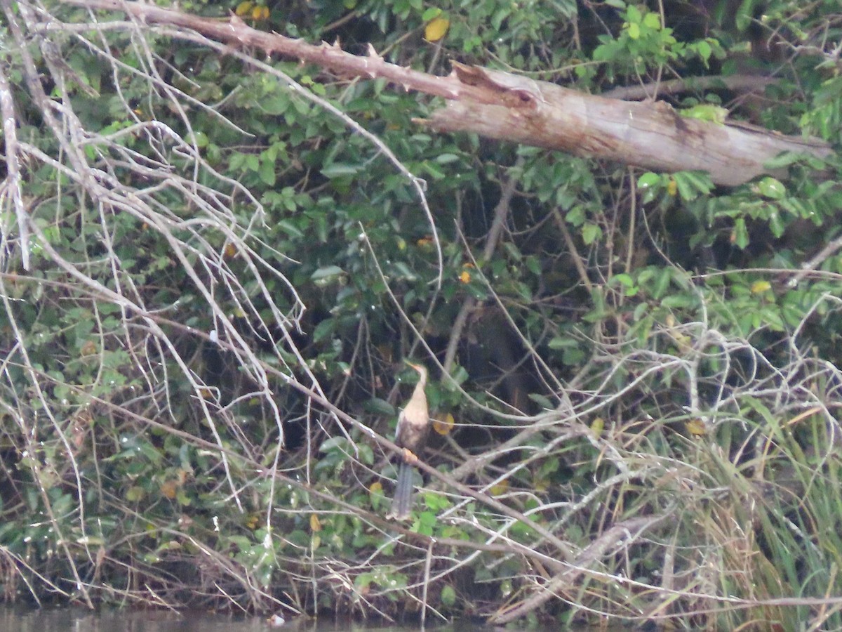 anhinga americká - ML611450631