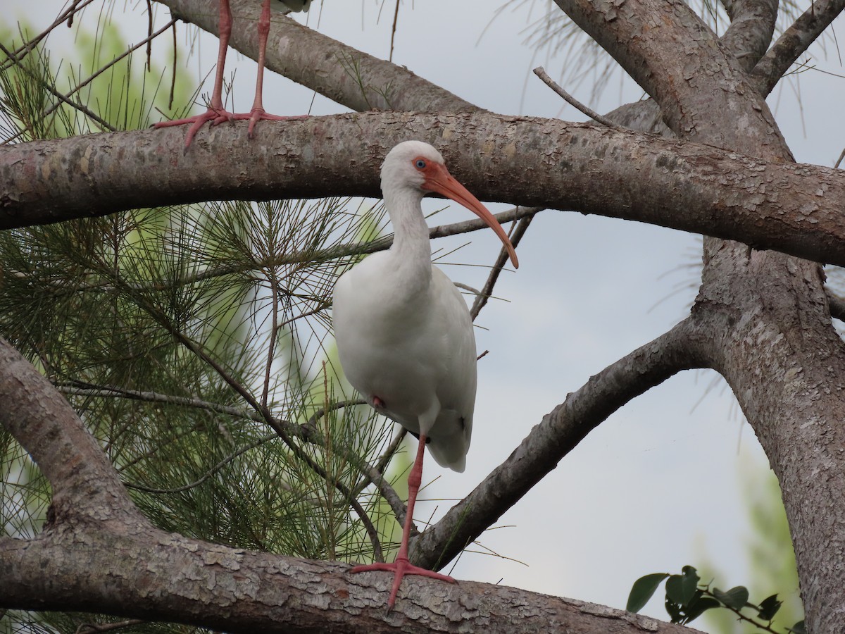 ibis bílý - ML611450638