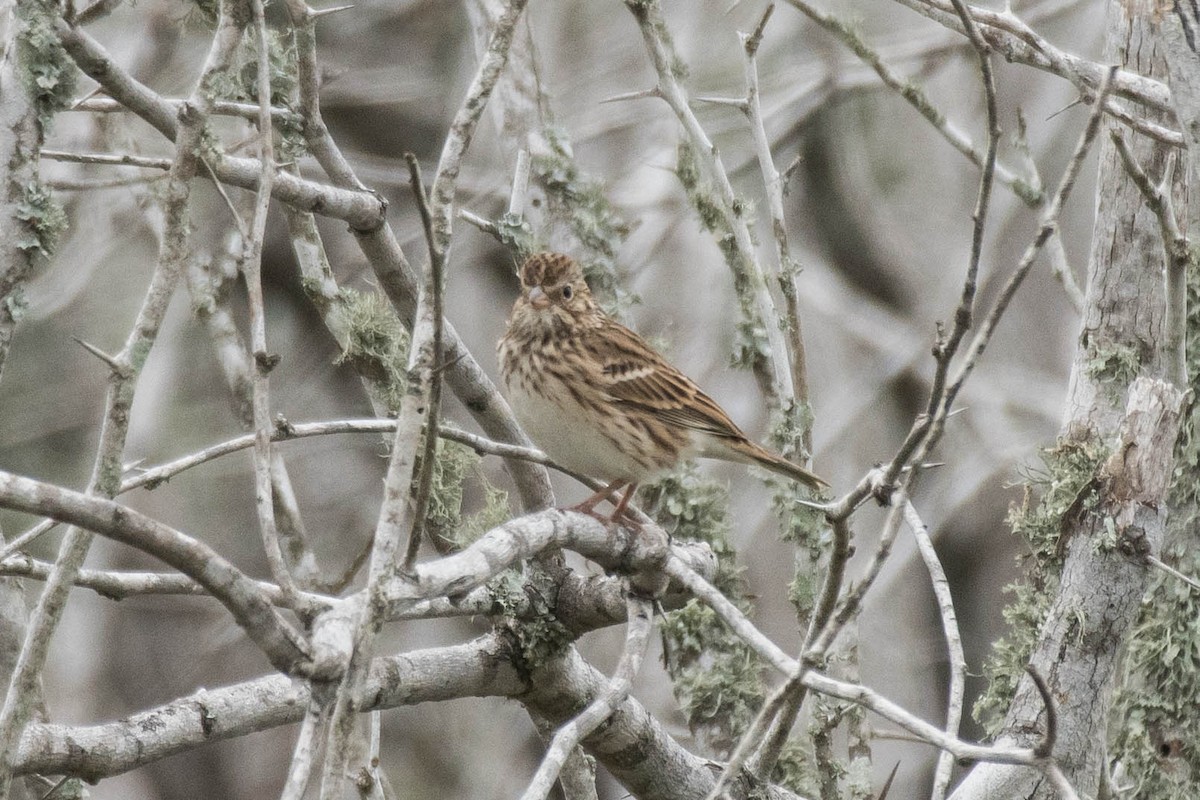 Vesper Sparrow - ML611450667