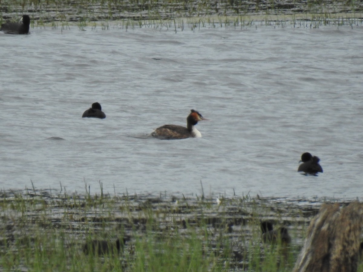 Murgil mottoduna - ML611450728