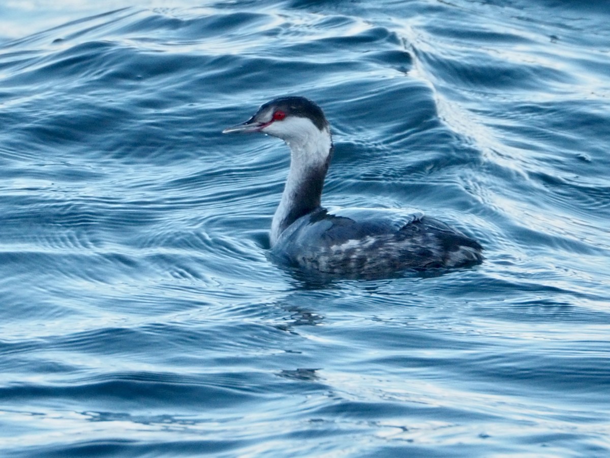 Horned Grebe - ML611450736