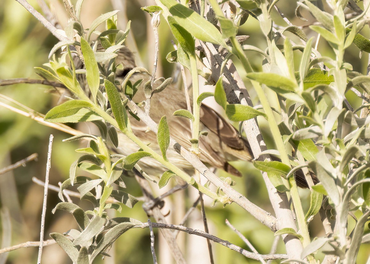 Bell's Vireo - ML611450818