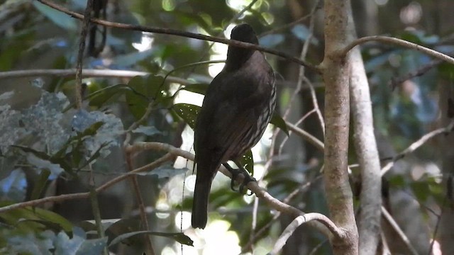 Tooth-billed Bowerbird - ML611450823