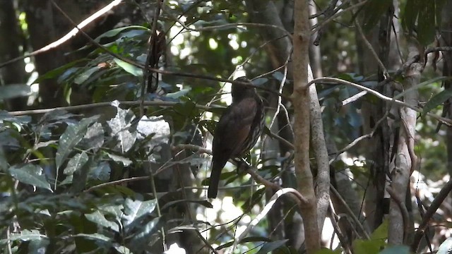 Tooth-billed Bowerbird - ML611450870