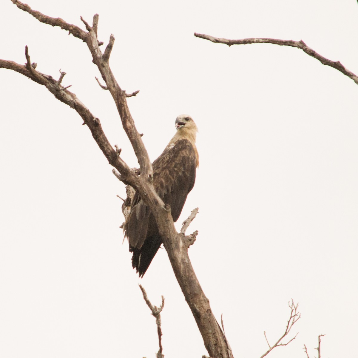 White-bellied Sea-Eagle - ML611450874