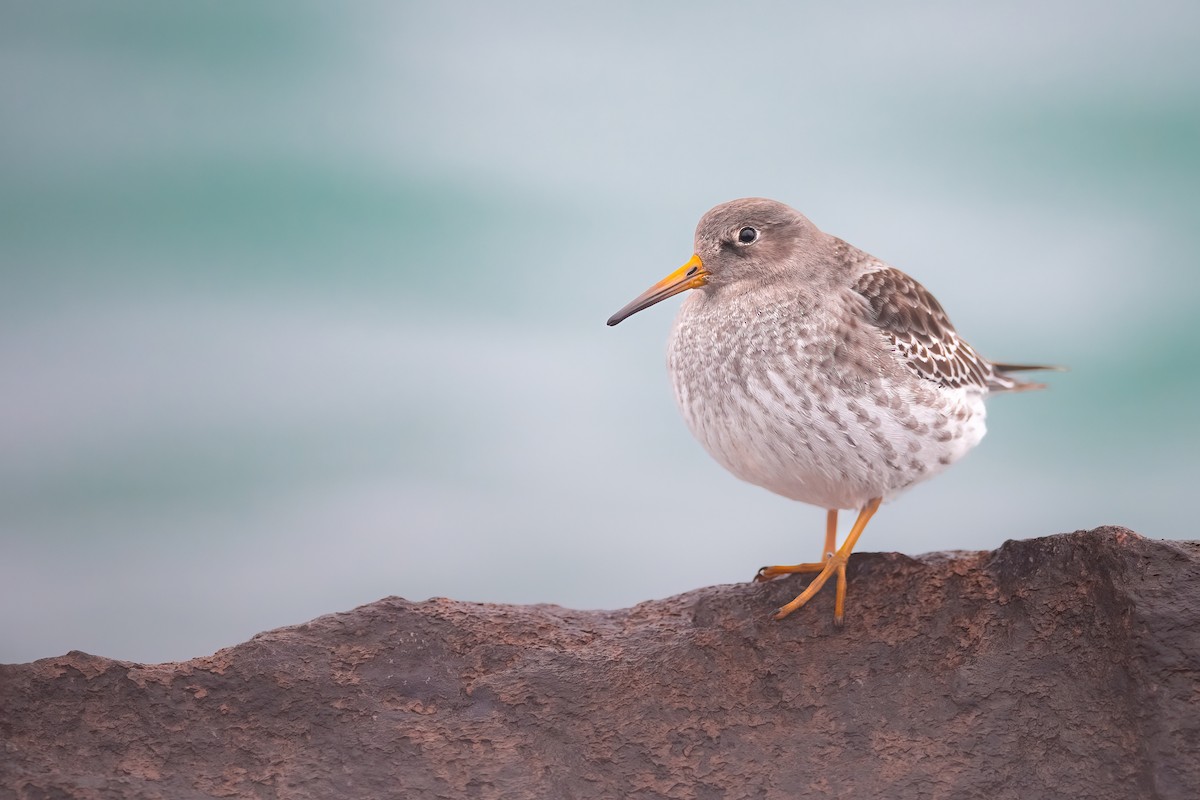 Purple Sandpiper - ML611450892