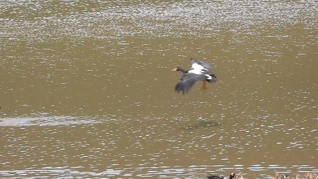 Plumed Whistling-Duck - ML611450896