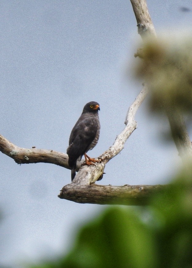 Roadside Hawk - ML611450980