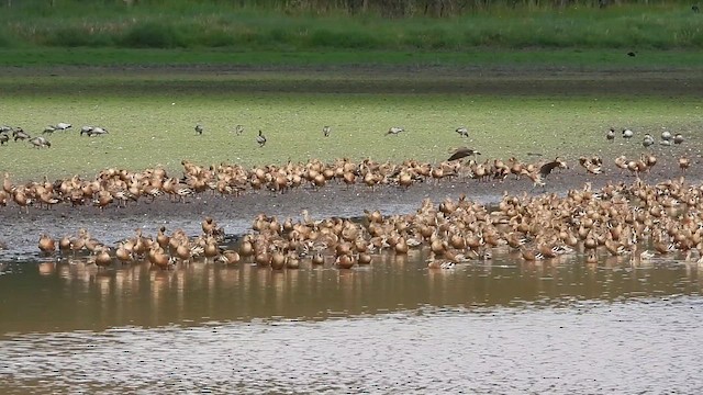 Plumed Whistling-Duck - ML611451012