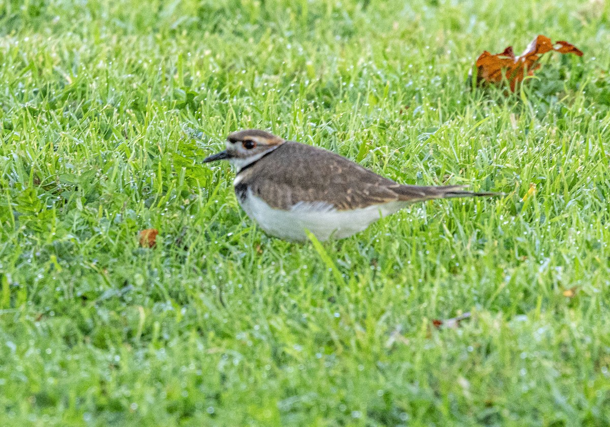 Killdeer - ML611451036