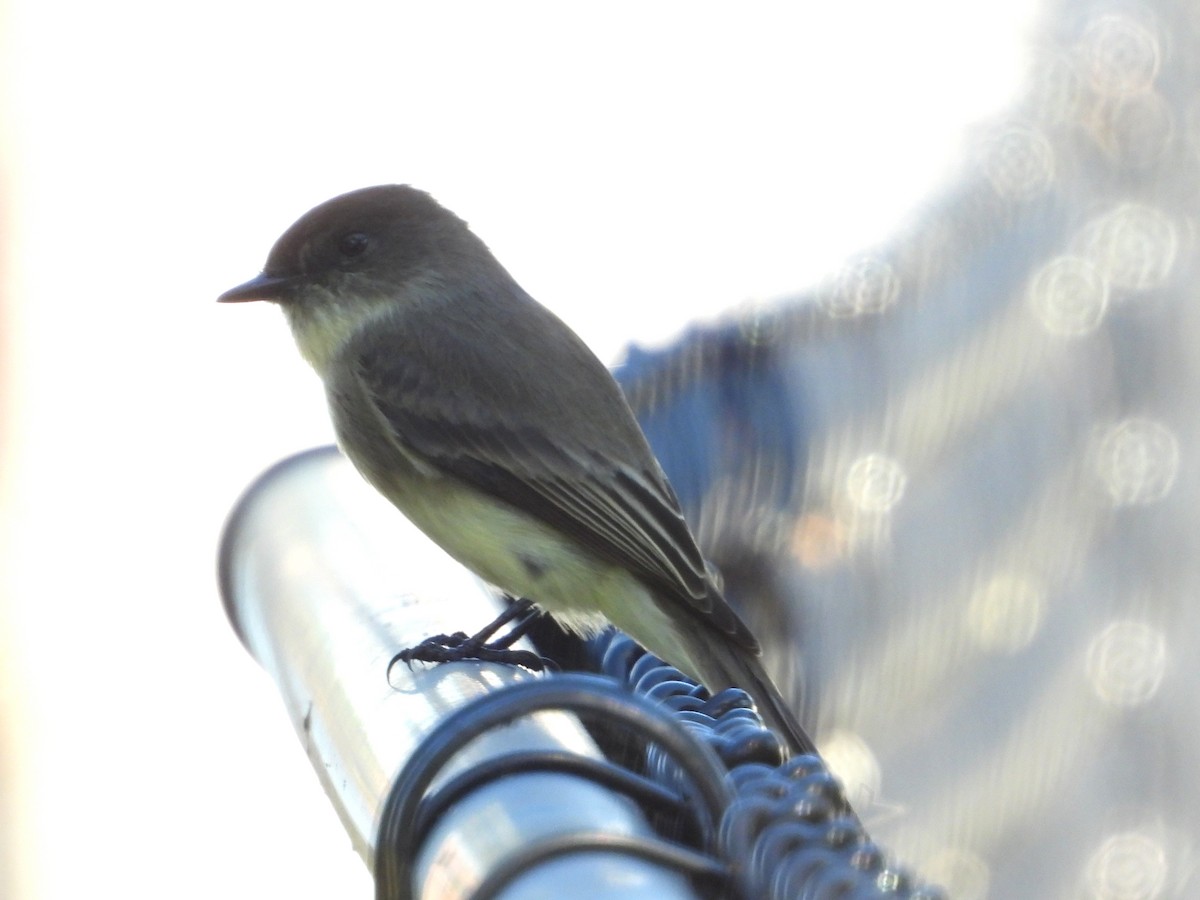 Eastern Phoebe - ML611451060