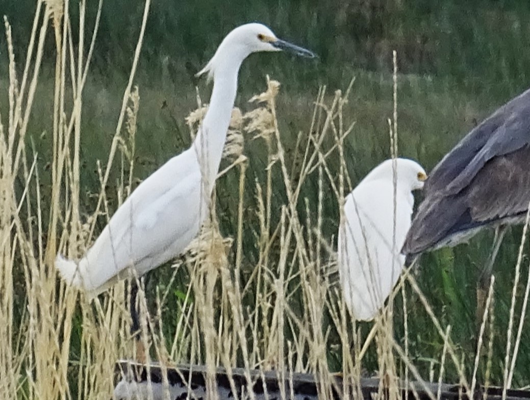 Snowy Egret - ML611451074