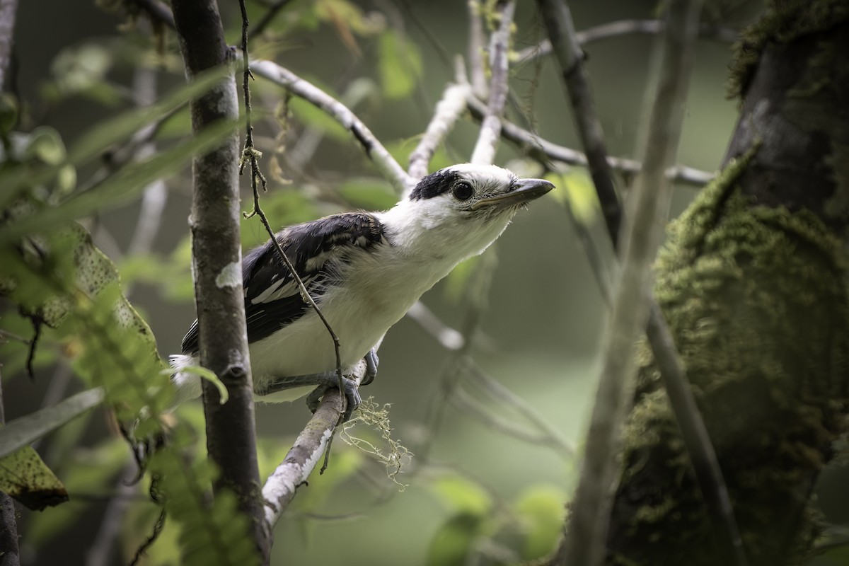 Hook-billed Vanga - ML611451148