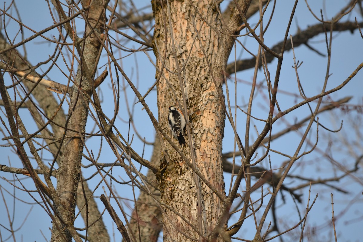 Hairy Woodpecker - Sarah Bonnett