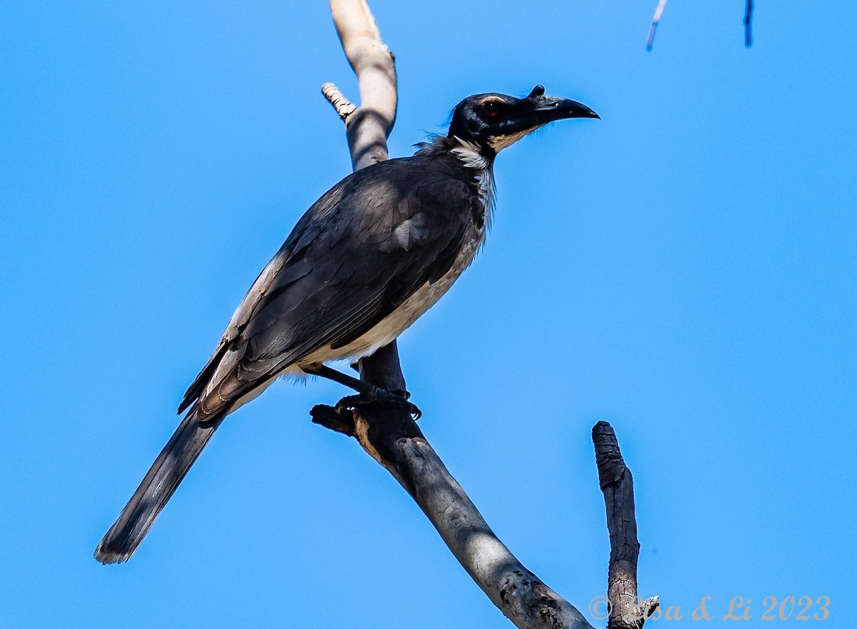 Noisy Friarbird - ML611451190