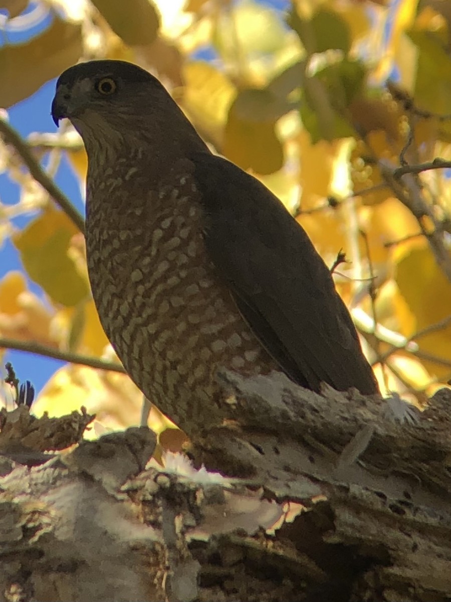 Cooper's Hawk - ML611451246