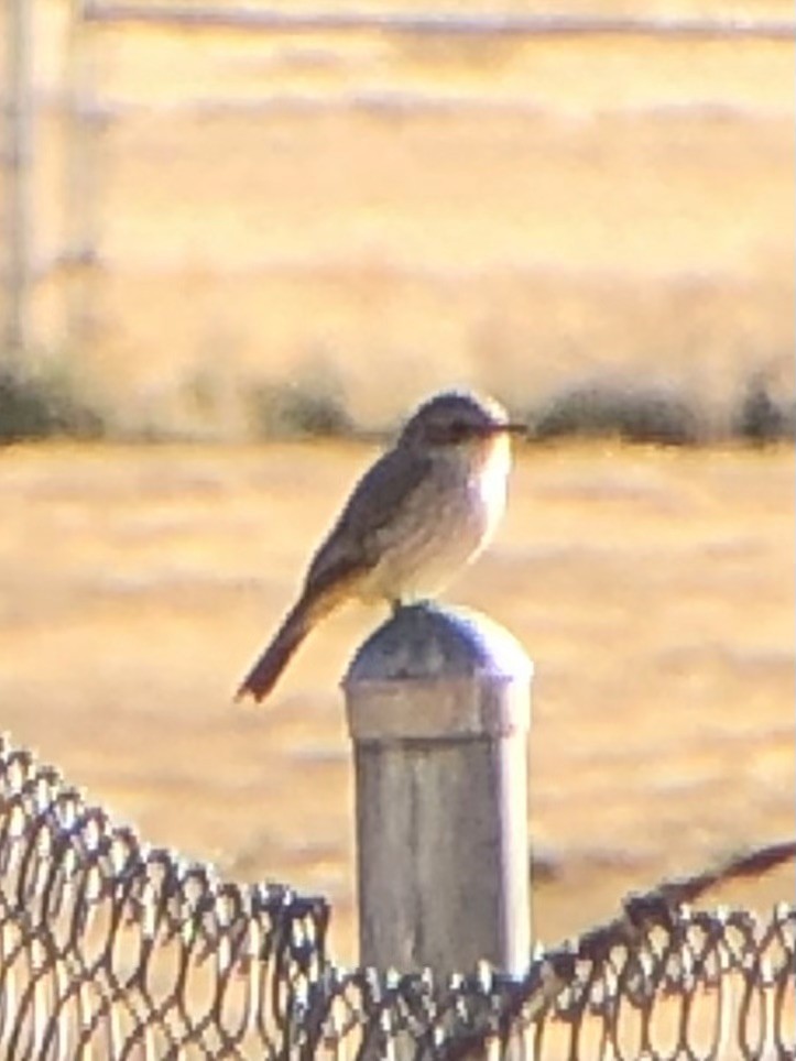 Vermilion Flycatcher - ML611451252