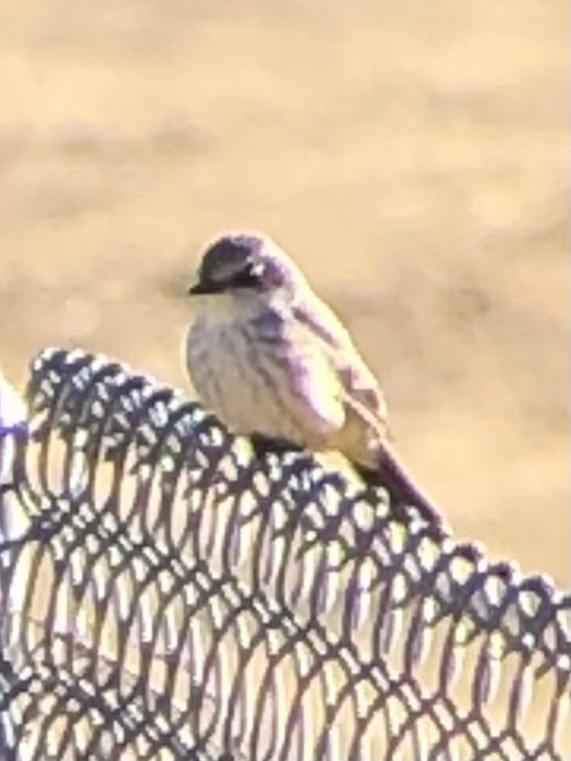 Vermilion Flycatcher - ML611451256