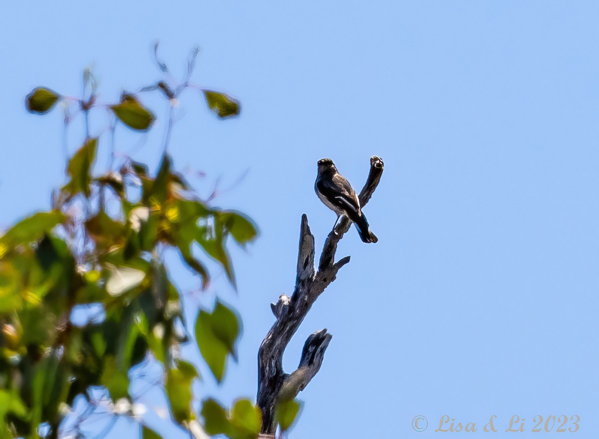 Hooded Robin - ML611451269