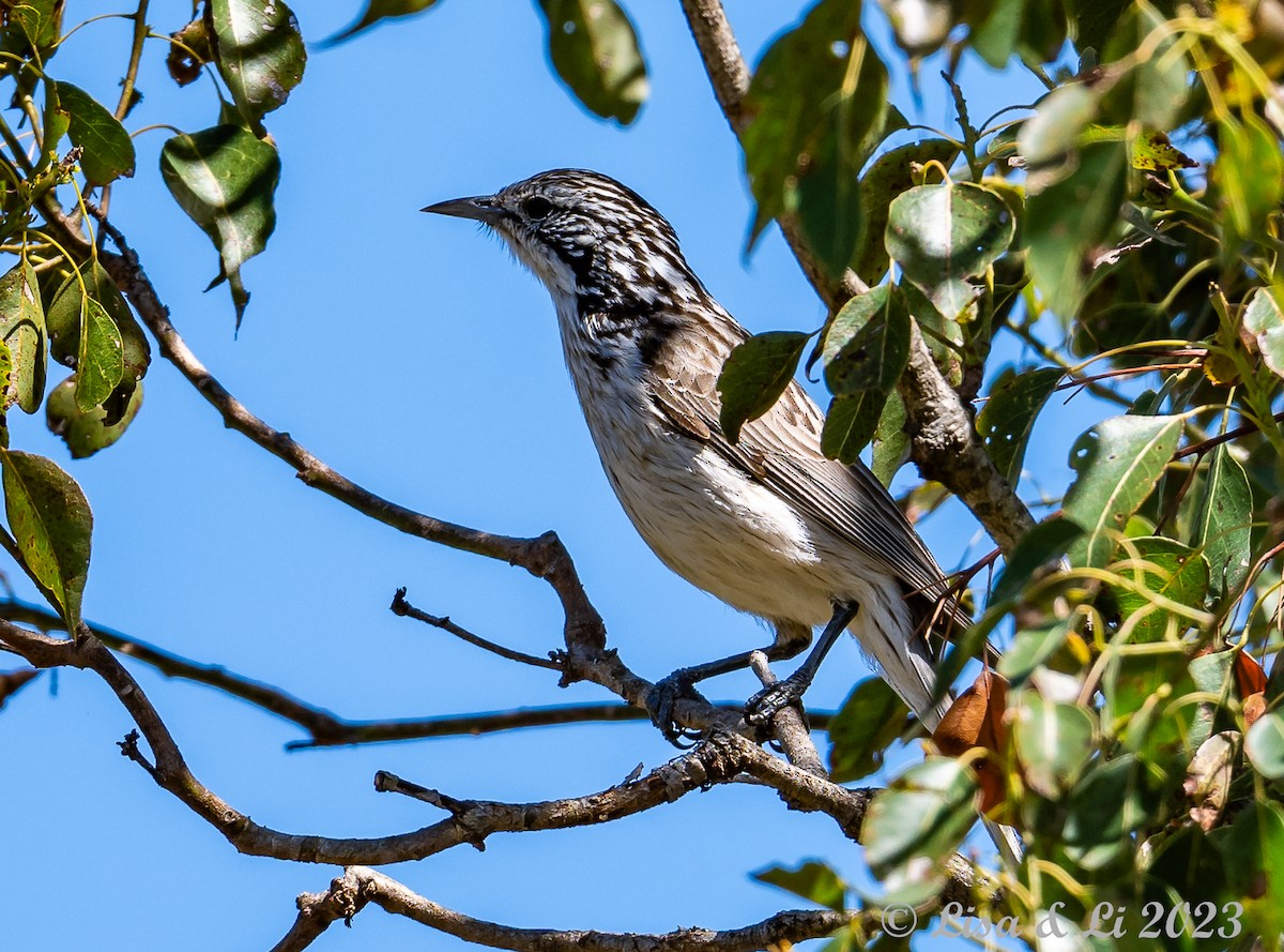 Striped Honeyeater - Lisa & Li Li