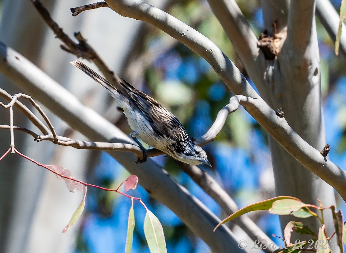 Striped Honeyeater - Lisa & Li Li