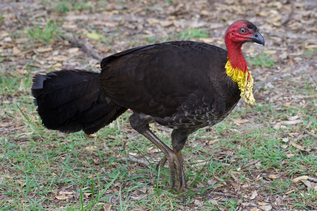 Australian Brushturkey - ML611451283